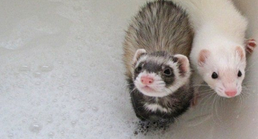 Příčiny a nápravy zápachu fretek